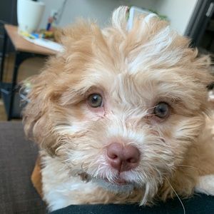 Meet your Posher, Marco